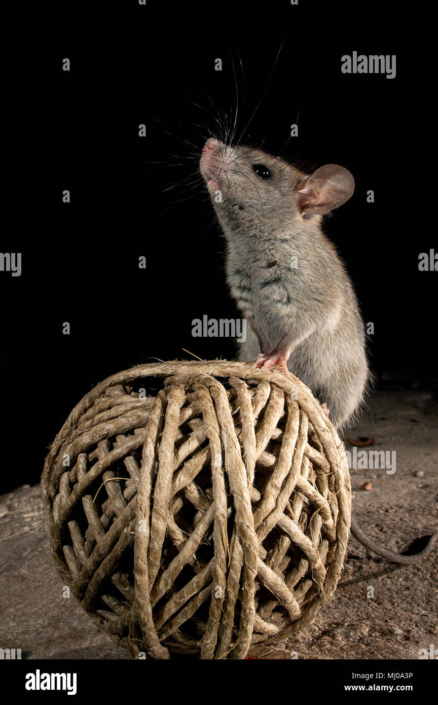 Mouse uploaded on an old ball of string in the attic, Mus musculus ...