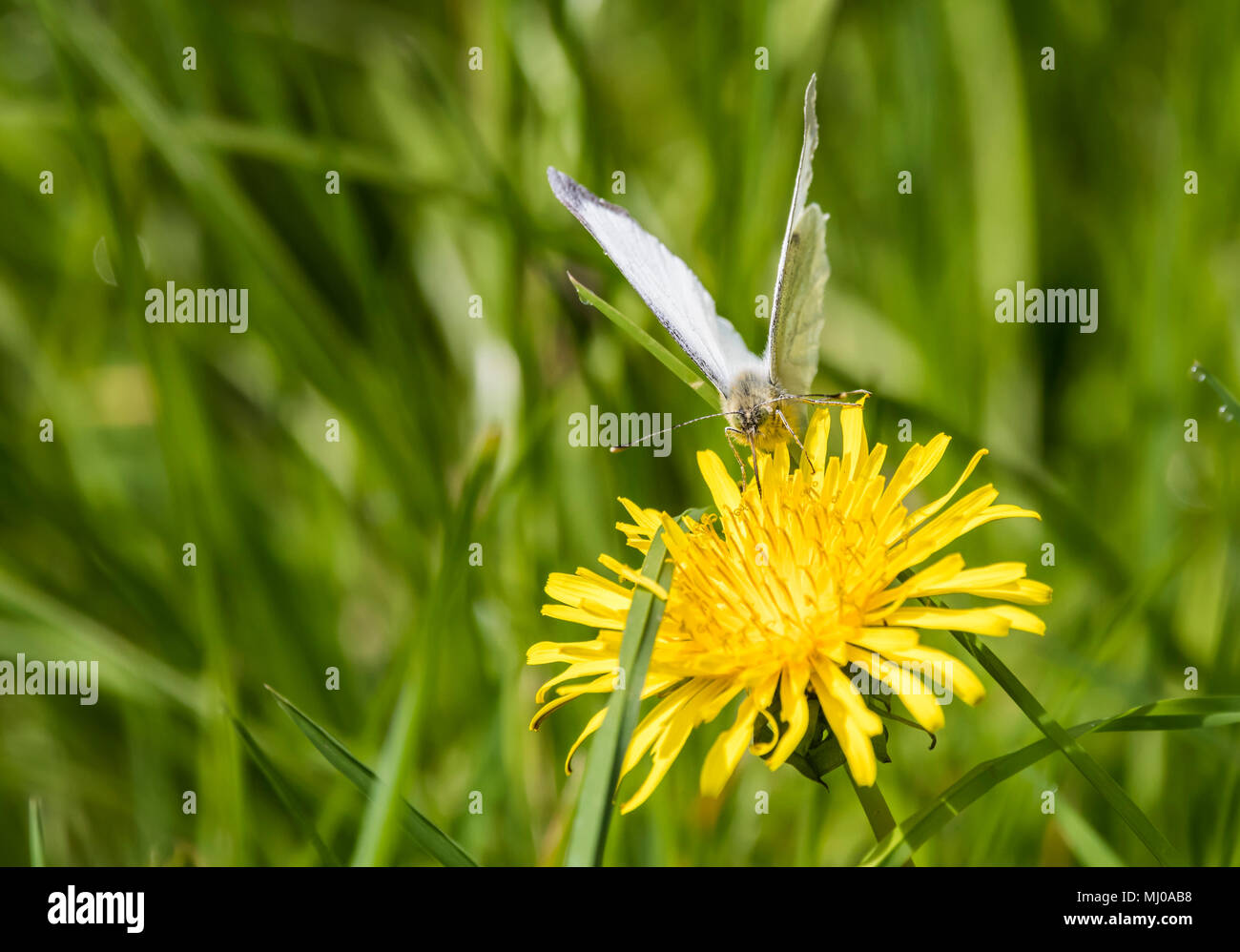Green-Veined White butterfly (Pieris napi) on a Common Dandelion (Taraxacum officinale) flower head in late Spring in West Sussex, England, UK. Stock Photo