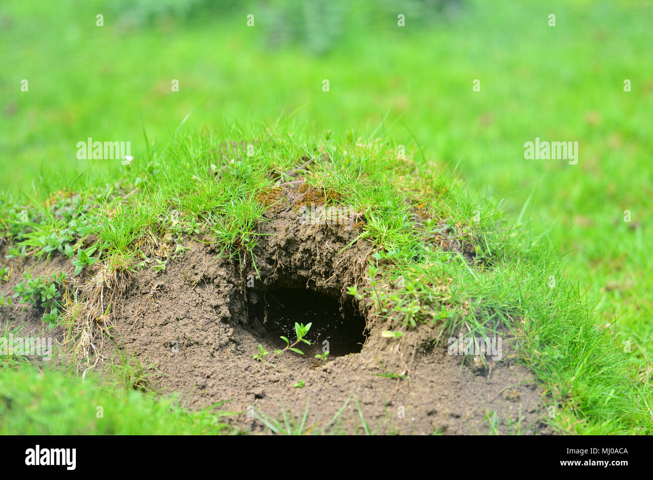 Loose soil raised by small burrowing animals hi-res stock photography and images - Alamy Loose soil raised by small burrowing animals hi-res stock photography and images - Alamy