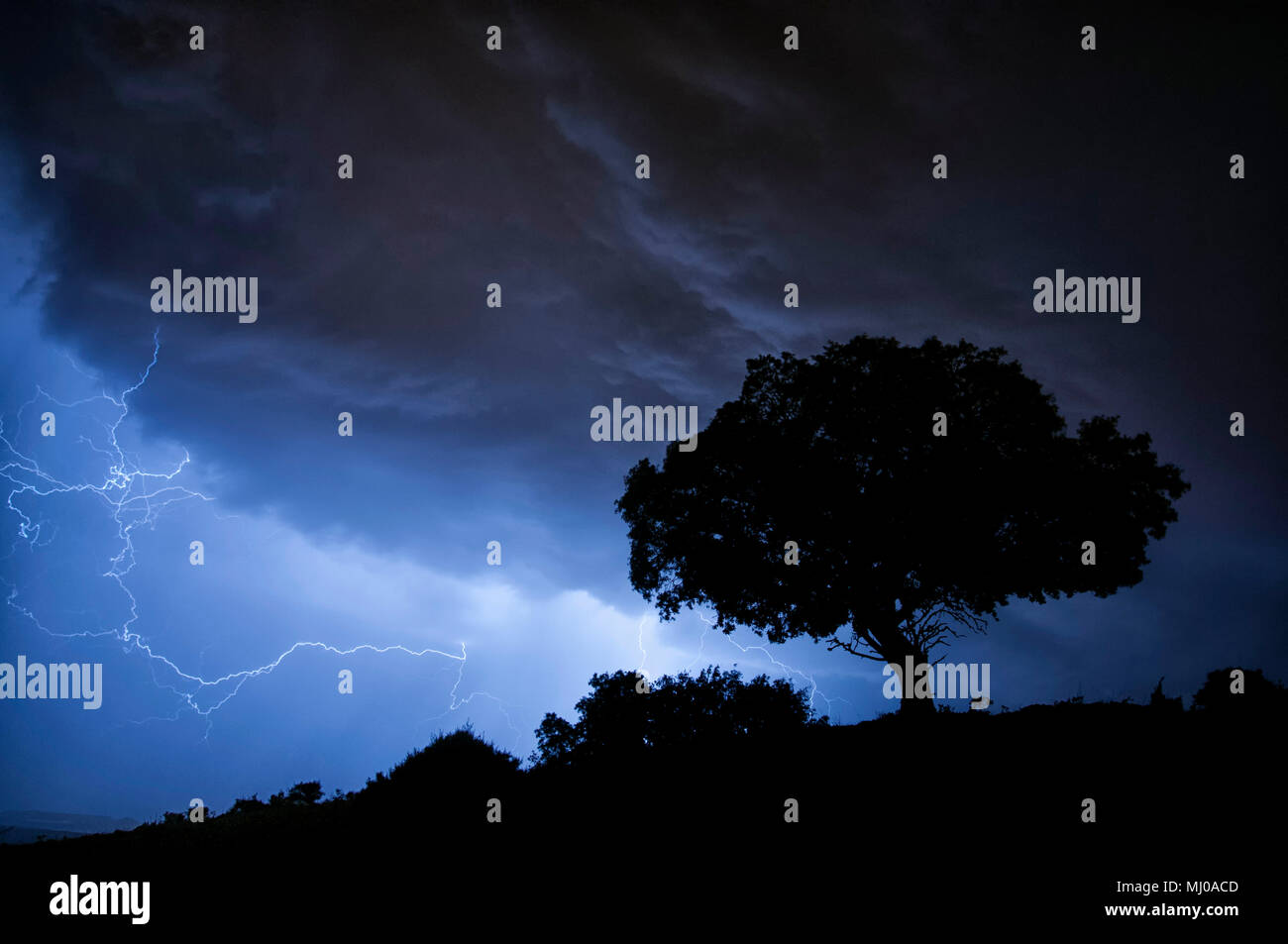 Thunderstorm, lightning, tree, holm oak Stock Photo