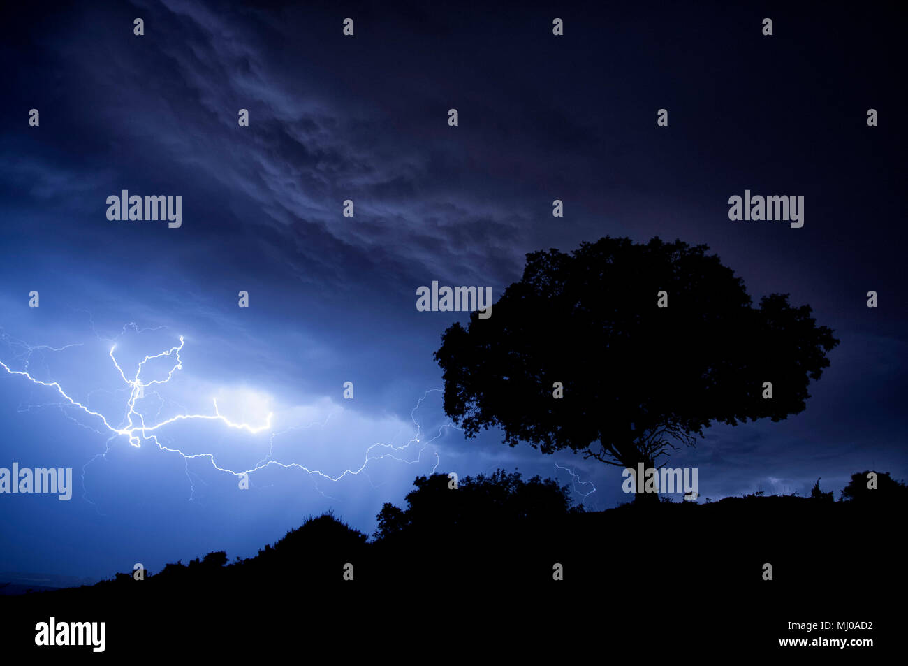 Thunderstorm, lightning, tree, holm oak Stock Photo