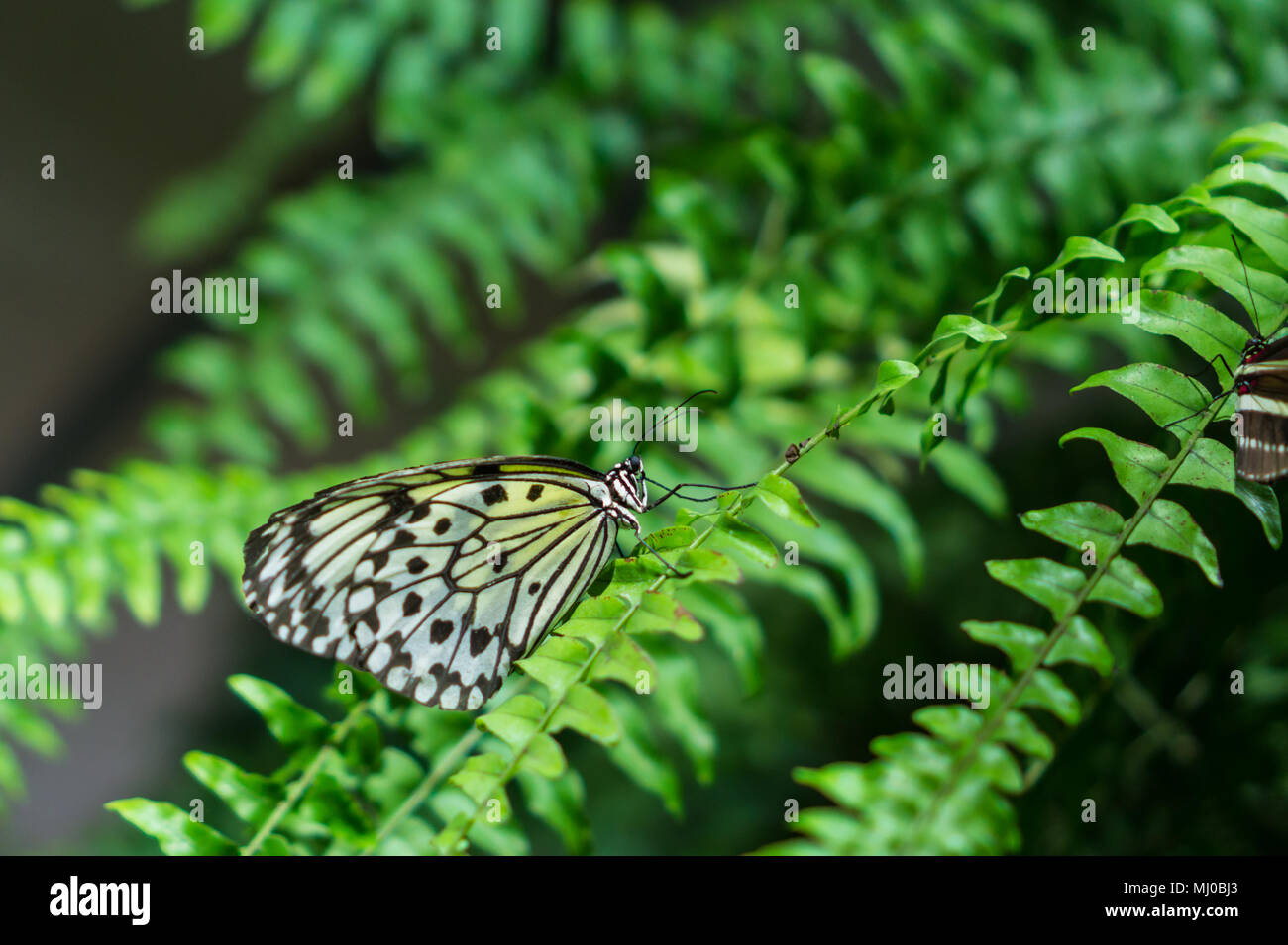 black and white patterned rice paper butterfly on green ferns Stock Photo