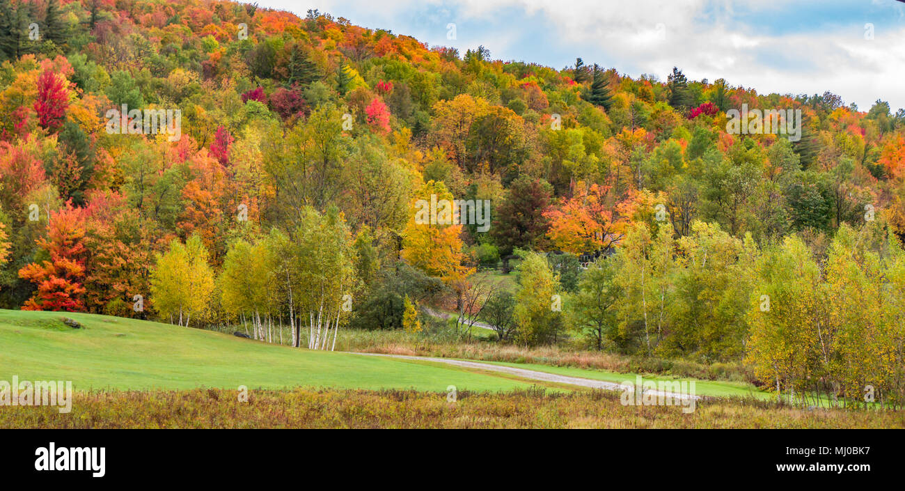 a landscape trees with bright autumn fall foliage colors Stock Photo
