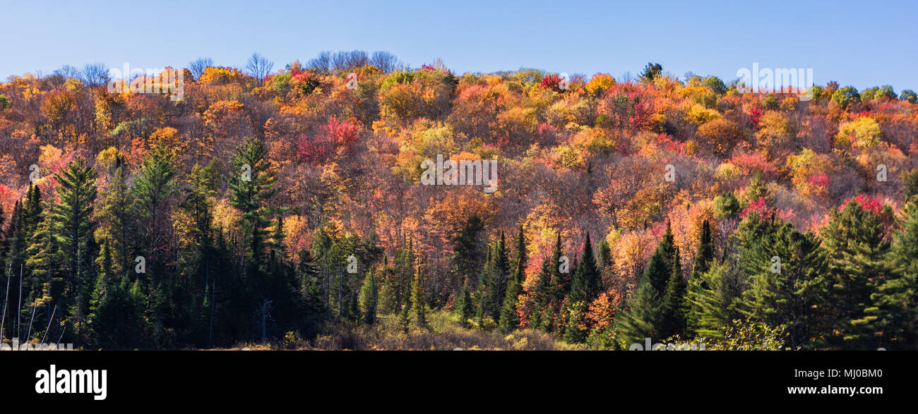 landscape of trees with vibrant fall autumn colors Stock Photo - Alamy