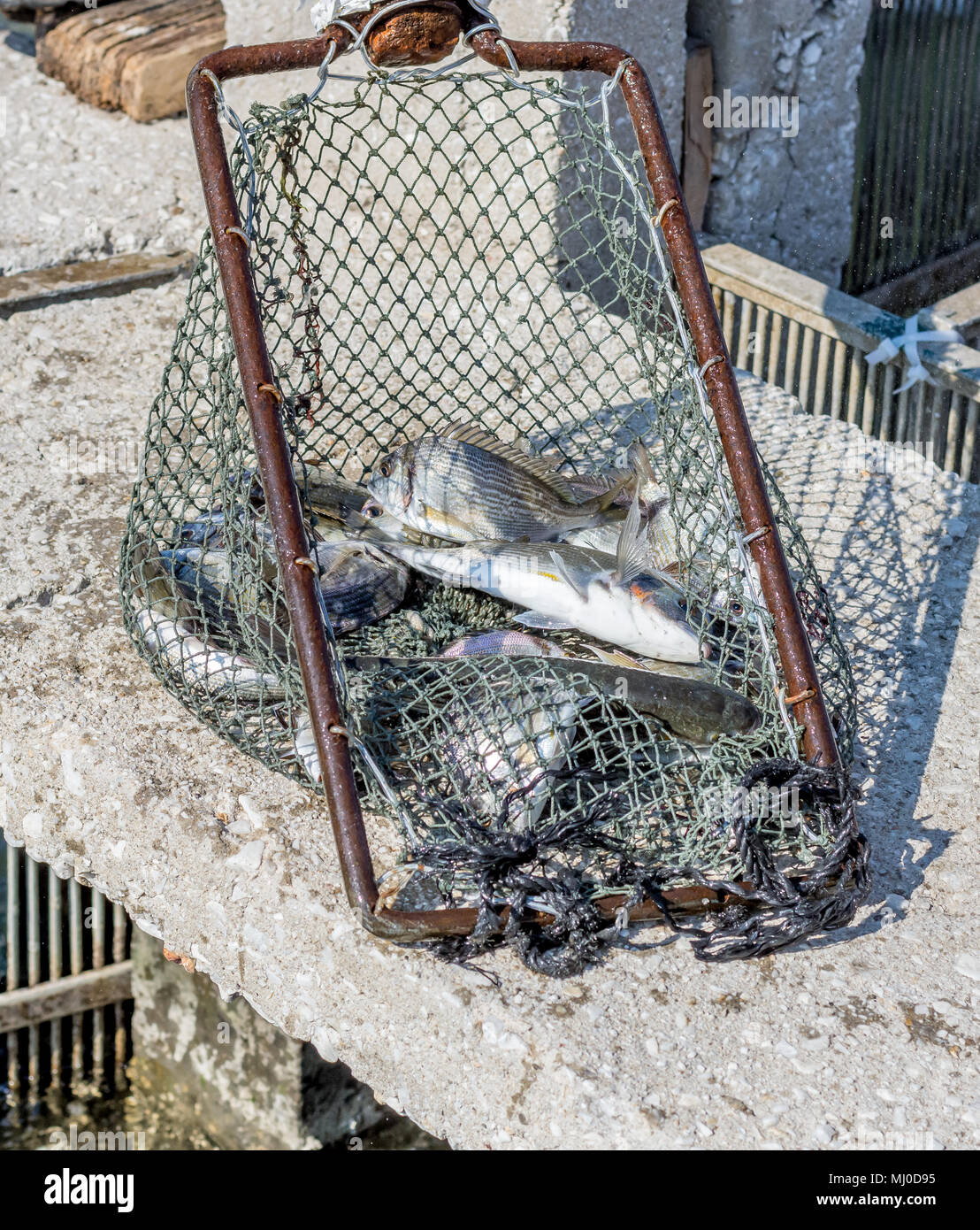 Selection of fish caught in a lagoon fishery in northern Greece using ...
