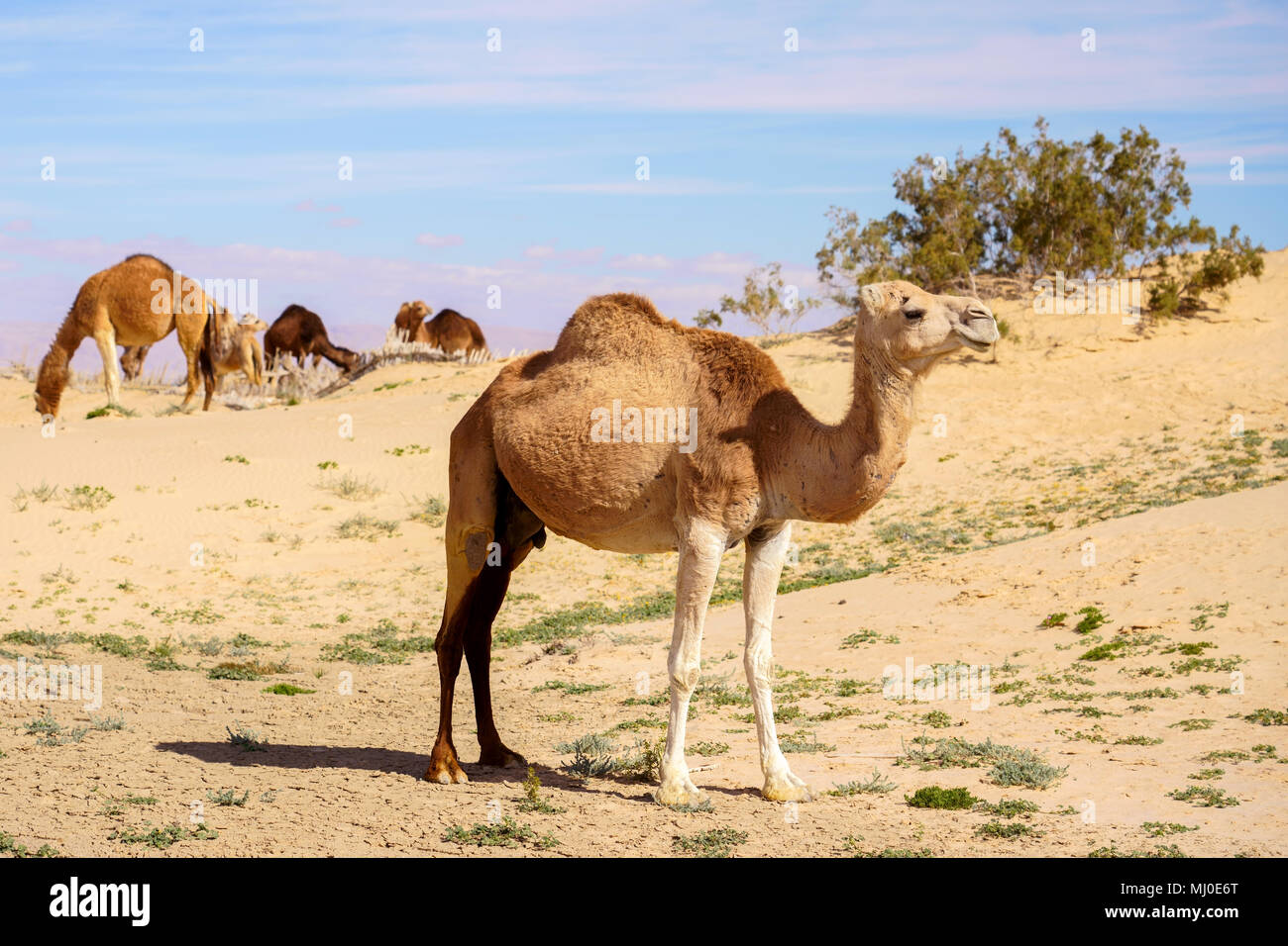 Group of dromedaries in Tunisian desert between Tozeur and Tamerza oasis Stock Photo