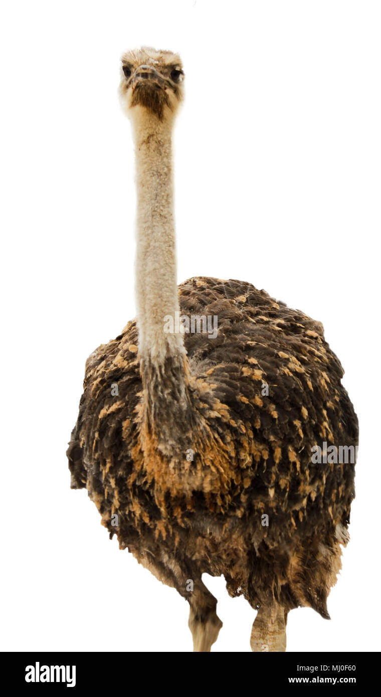 Portrait of an ostrich close-up isolated on a white background Stock Photo