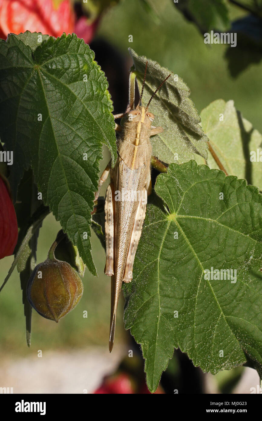 adult Egyptian or giant grasshopper on an abutilon plant also called malva extremely close up Latin name aegyptium anacridium with stripy eye in Italy Stock Photo