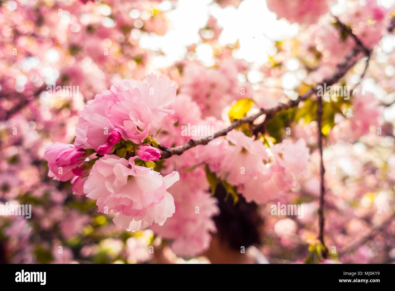A Closeup of the Oriental Cherry in China Stock Photo Alamy