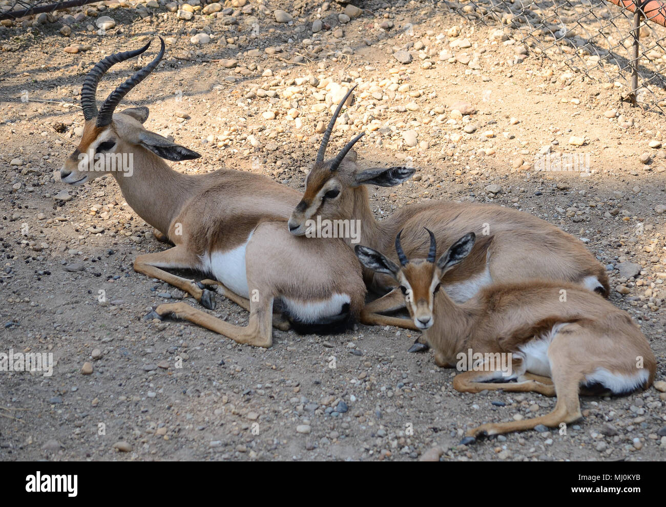 Gazella dorcas family resting in the shadow Stock Photo
