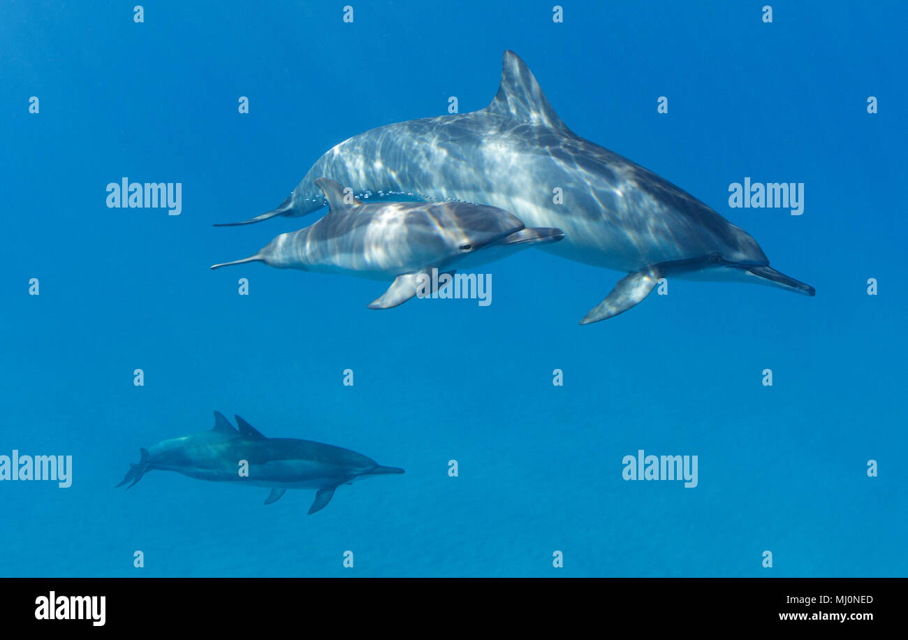 Mom and calf spinner dolphins off the coast of Maui, Hawaii. Stock Photo