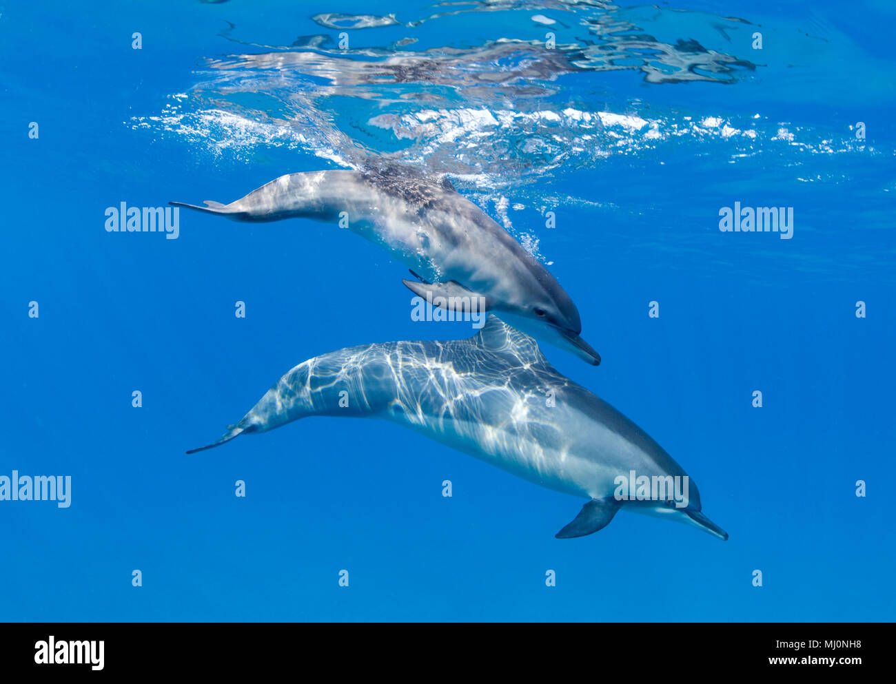 Mom and calf spinner dolphins off the coast of Maui, Hawaii. Stock Photo