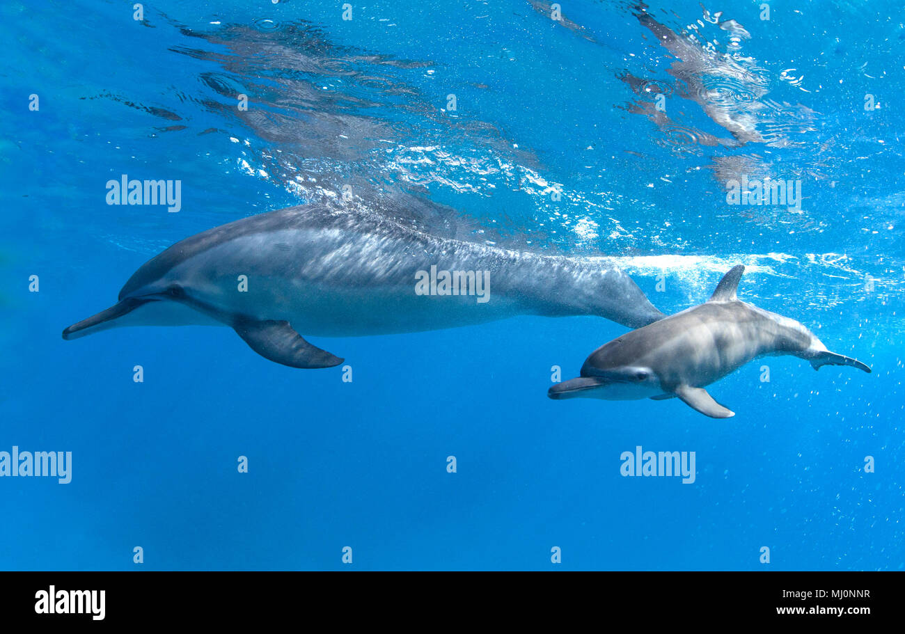 Mom and calf spinner dolphins off the coast of Maui, Hawaii Stock Photo
