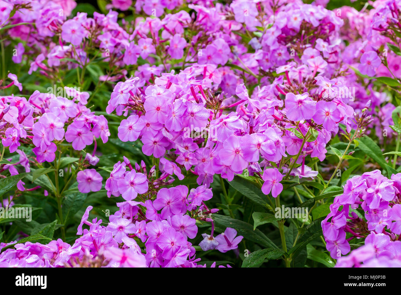 Lavender pink garden phlox blooming profusely in the home perennial bed. Stock Photo