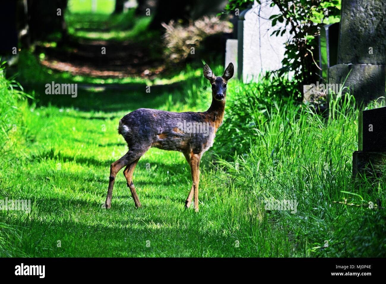 Roe deer doe on a path in Central Cementery in Vienna, Austria Stock Photo