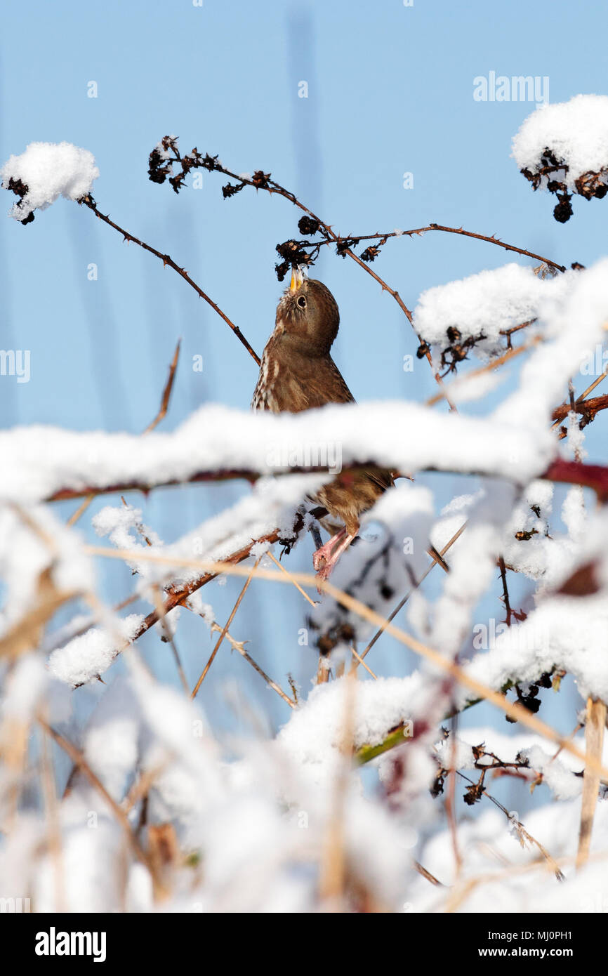 Sparrow eating a grain in the snow during winter. Stock Photo