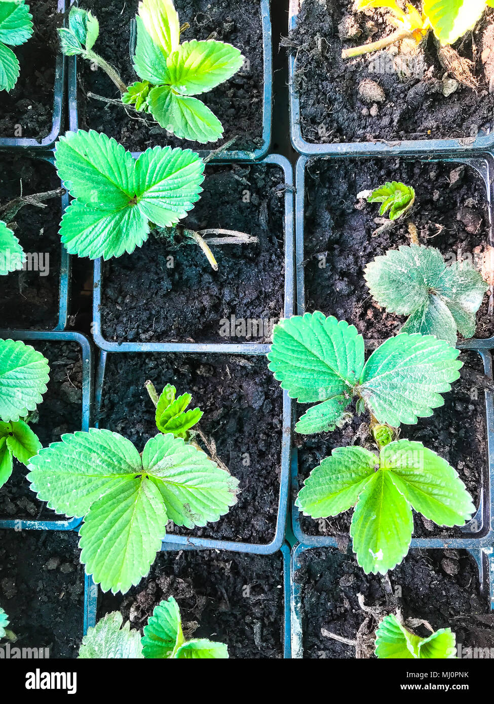 Young strawberry seedlings in plastic containers. Studio Photo Stock ...