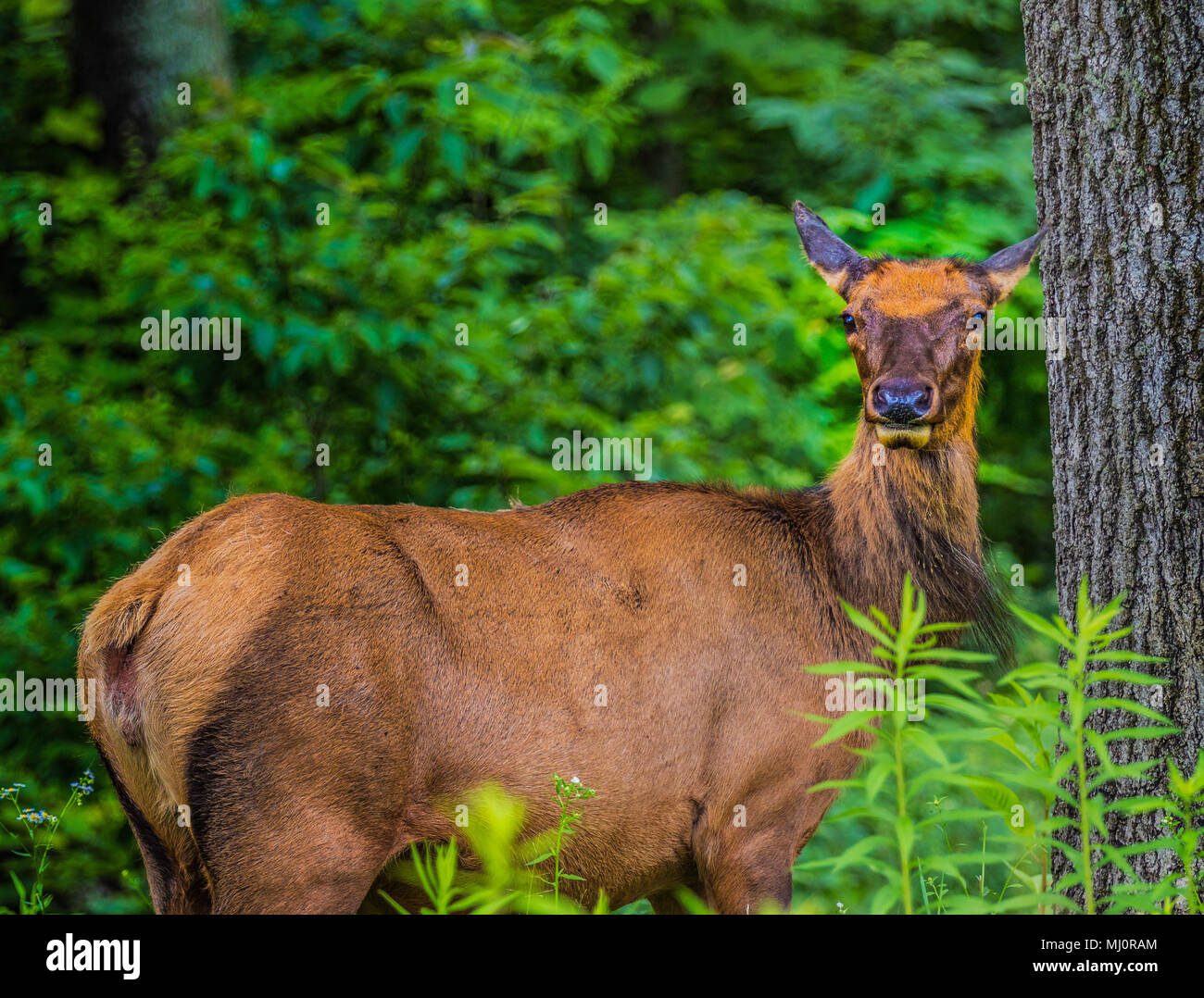 Solitary Adult Elk cow looking intently at camera. Stock Photo