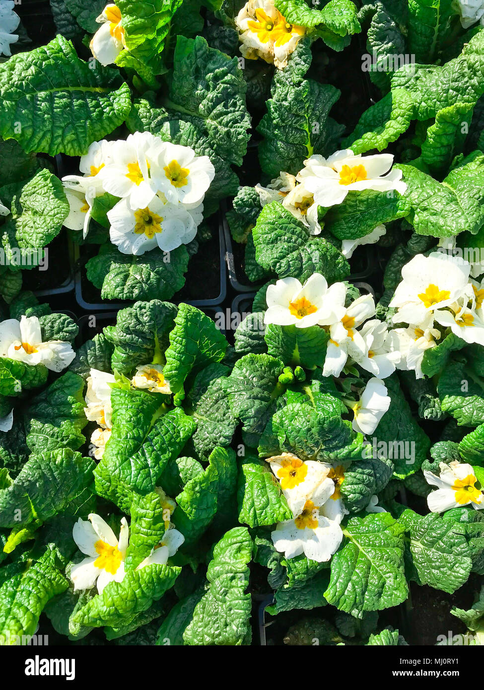 Saplings of flowers for spring landing in garden. Studio Photo Stock ...