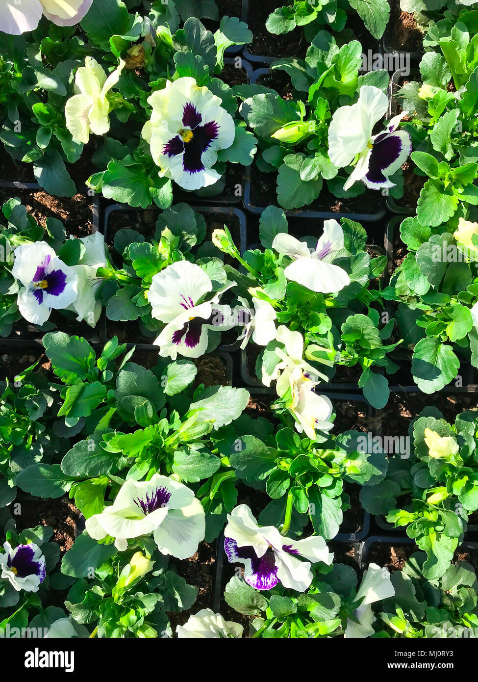 Sapling Spring Like Saplings of flowers for spring landing in garden. Studio Photo Stock ...