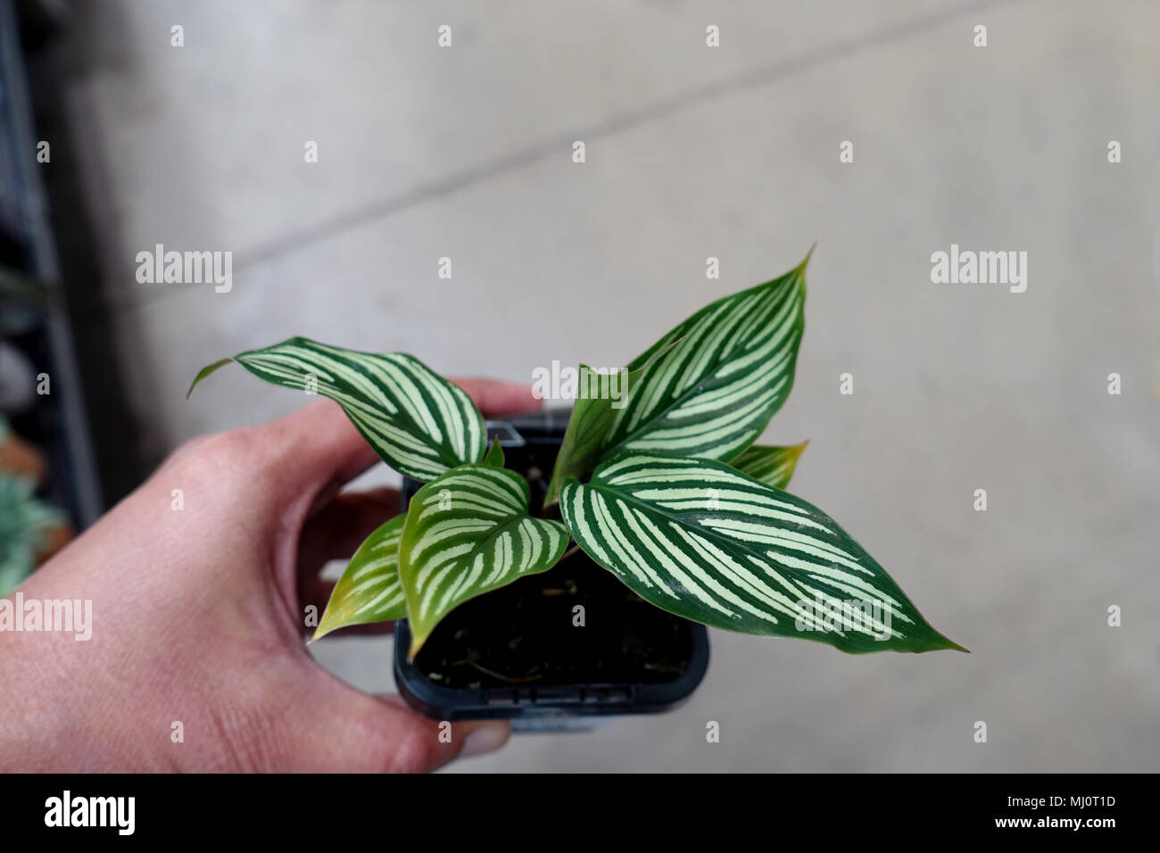 Calathea ornata or known as  striped, pin-stripe, or pin-stripe calathea or prayer plant Stock Photo