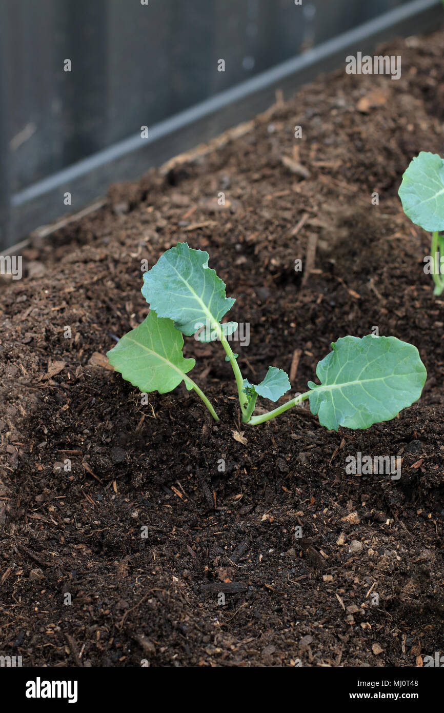 Young broccoli plants hires stock photography and images Alamy