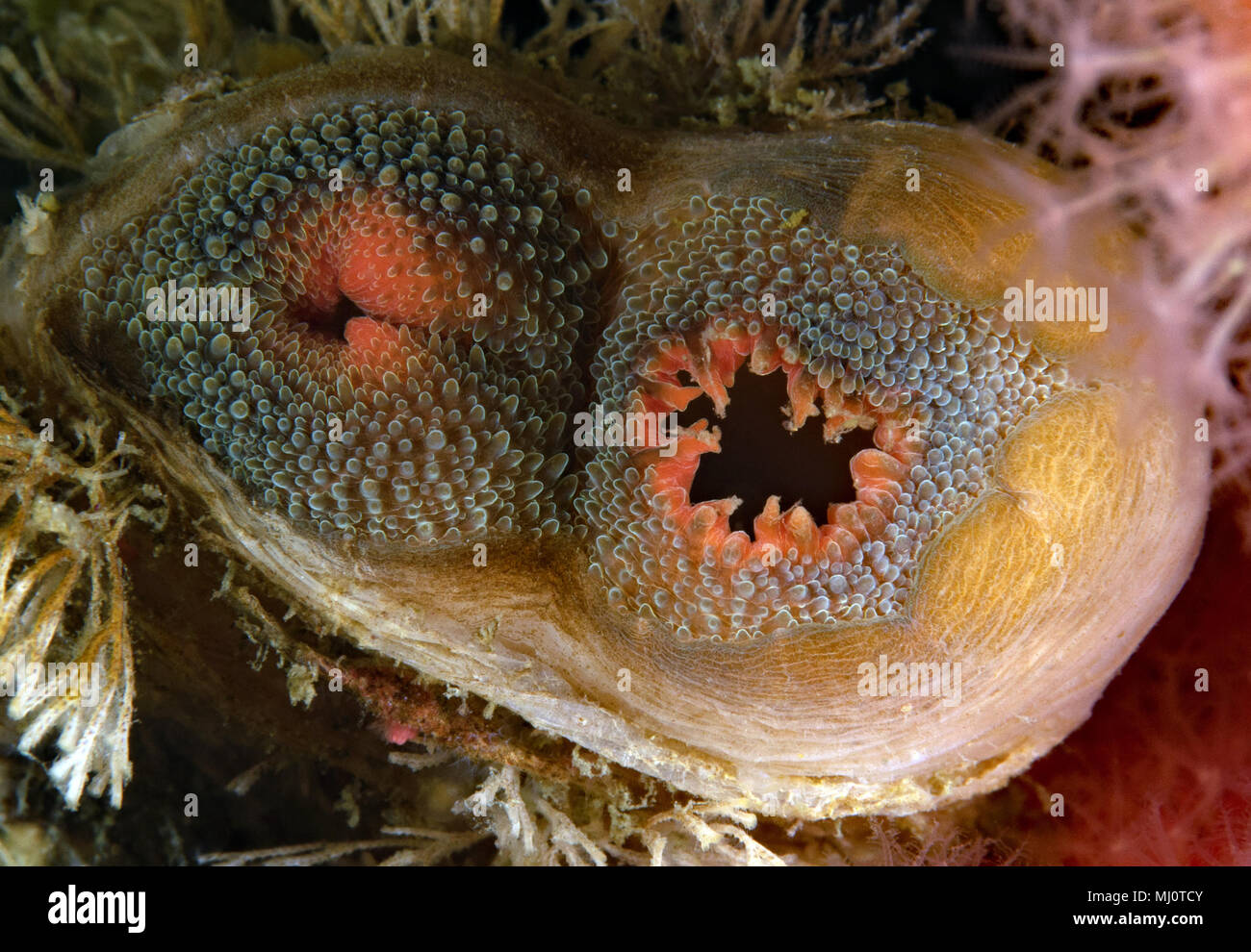 Northwest Ugly Clam, Entodesma navicula Stock Photo