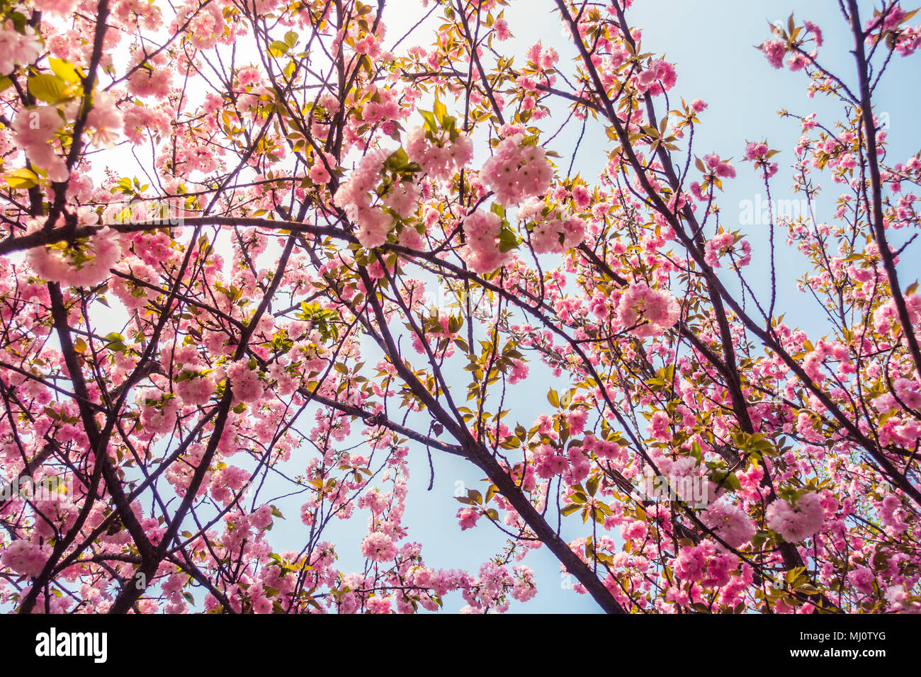A Closeup of the Oriental Cherry in China Stock Photo Alamy
