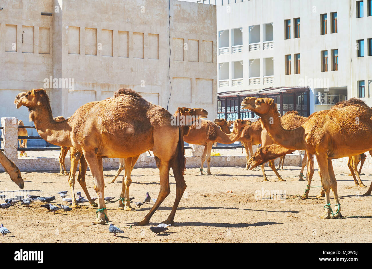 The Camel Pen in downtown of Doha is located next to the Souq Wakif - the old market, popular among tourists, Al Souq District, Qatar. Stock Photo