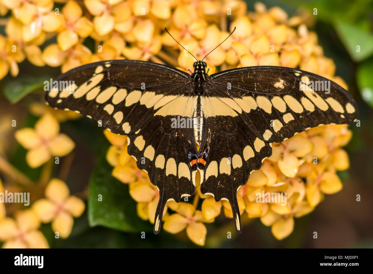 Eastern tiger swallowtail, Papilio glaucus is a species of swallowtail butterfly native to eastern North America Stock Photo