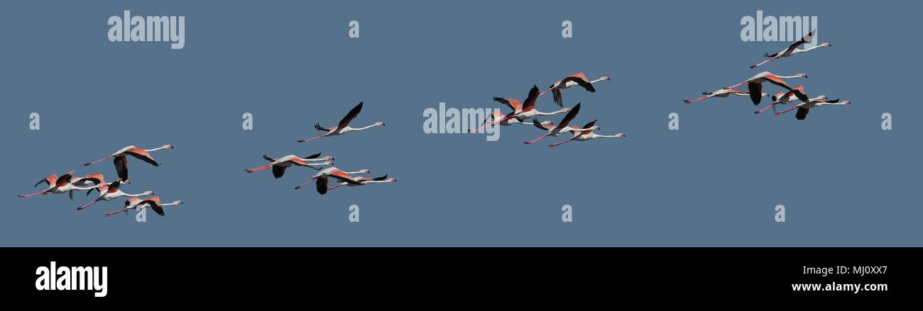 Flamingos. Natural Park Doñana. Spain Stock Photo