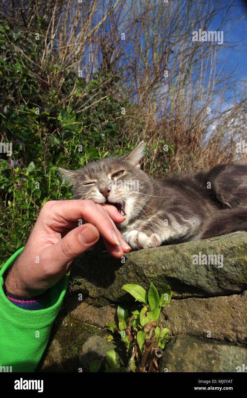 Tabby cat biting owner's hand Stock Photo Alamy