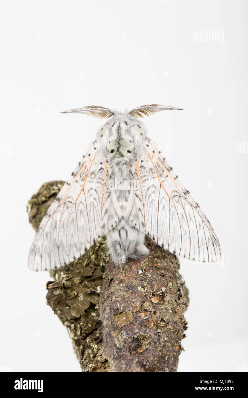 A male puss moth Cerura vinula identified as male by its large antennae that has just emerged from its cocoon on May 3 2018 after overwintering in cap Stock Photo