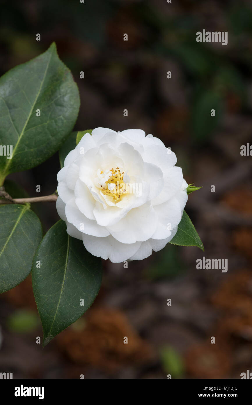 Camellia x williamsii ‘Etr carlyon’ flower Stock Photo