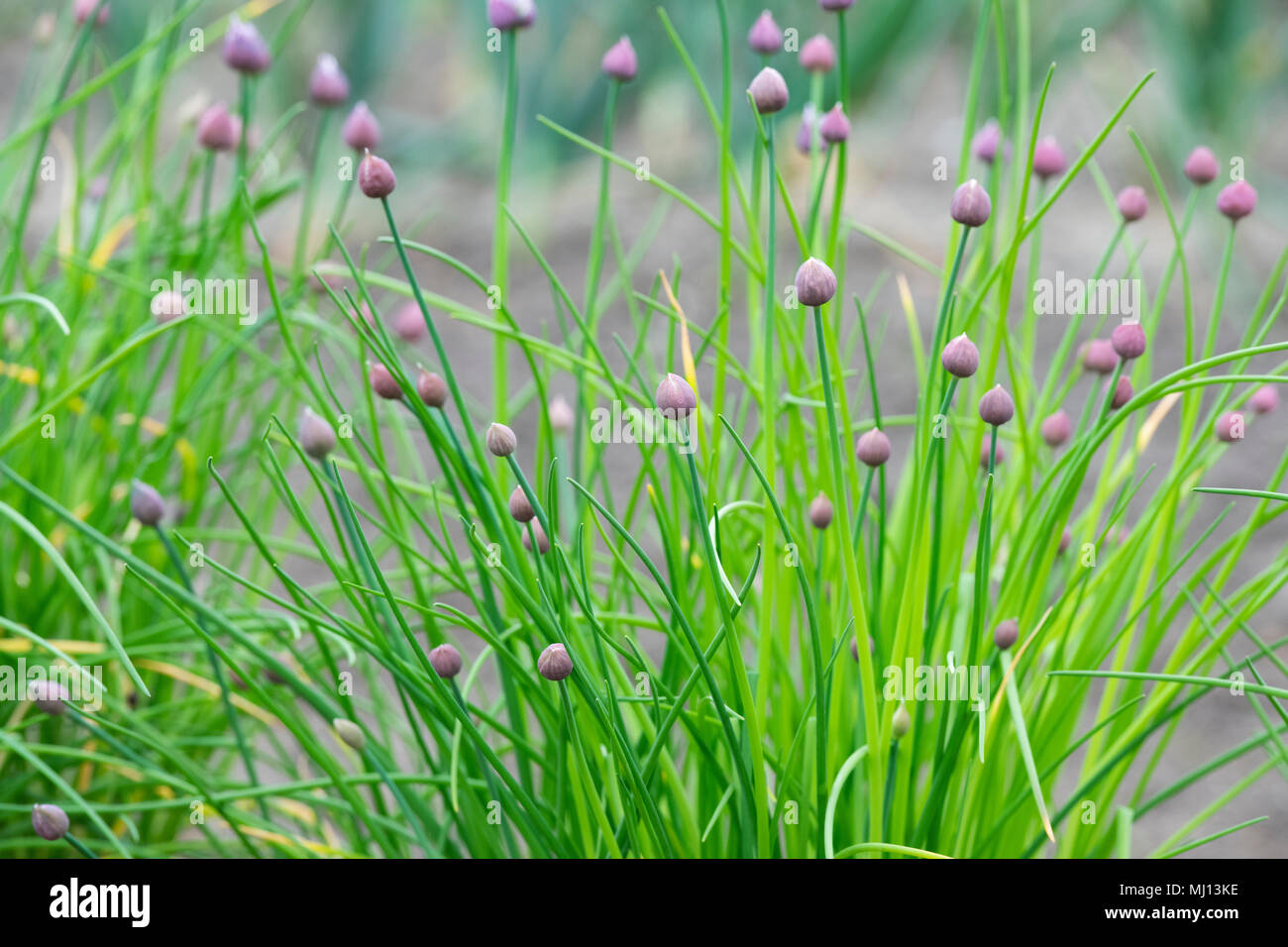 Allium schoenoprasum ‘Biggy’. Chive ‘Biggy’ flowers in bud Stock Photo