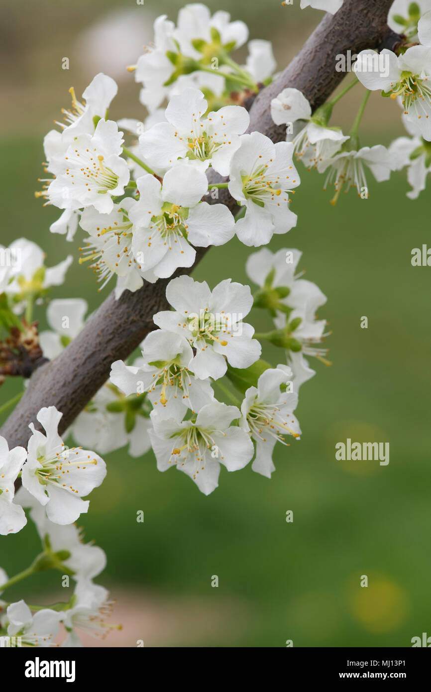 Prunus domestica ‘Marjorie's Seedling’ / Plum ‘Marjorie's Seedling
