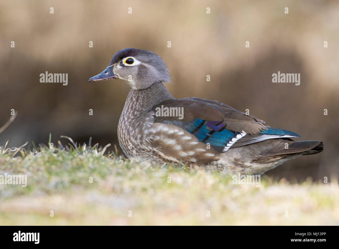 Hen Wood Duck Hen Wood Duck