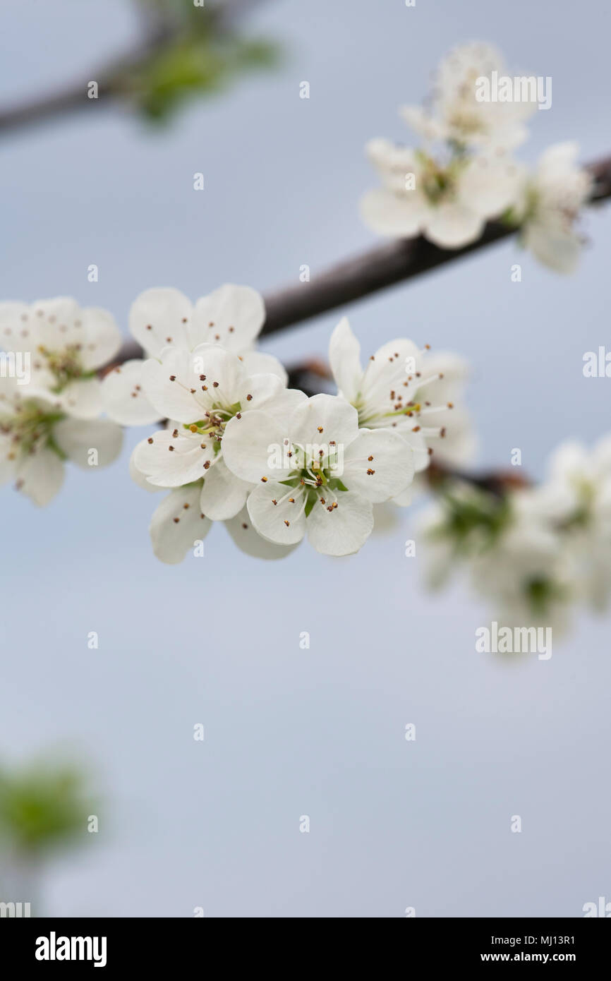 Prunus domestica insititia ‘Flude's Damson’ / Plum blossom in spring Stock Photo