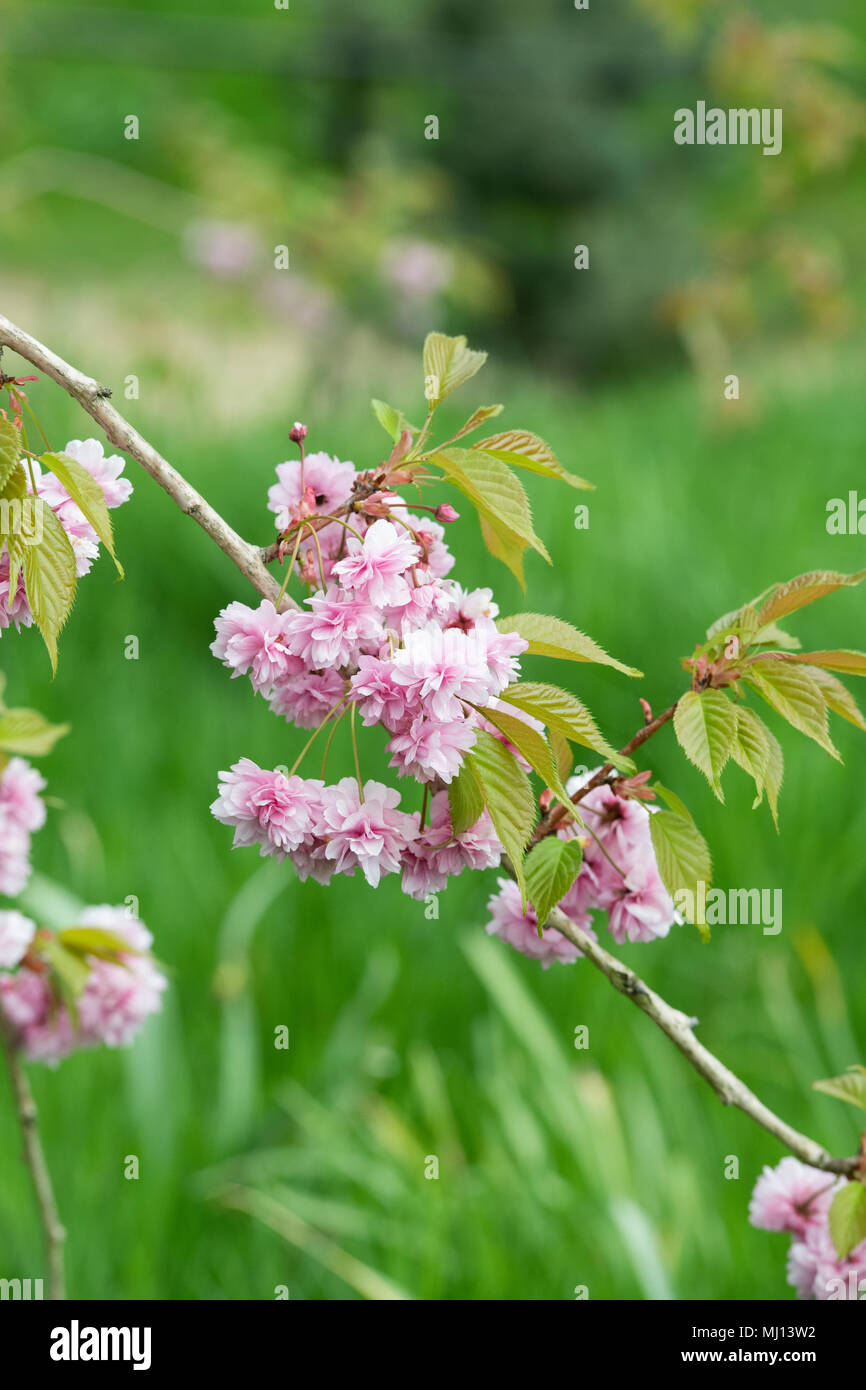 Prunus ‘Kiku shidare zakura’. Flowering Japanese Cherry Tree blossom. England Stock Photo