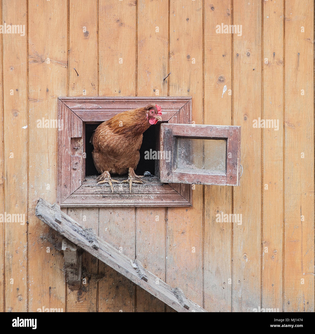 chicken comes out of the chicken coop Stock Photo Alamy