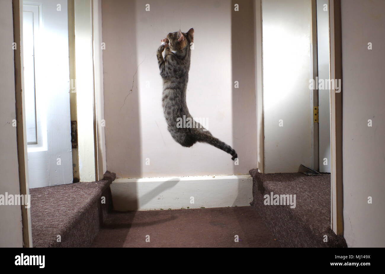 Tabby cat jumping with shadow Stock Photo