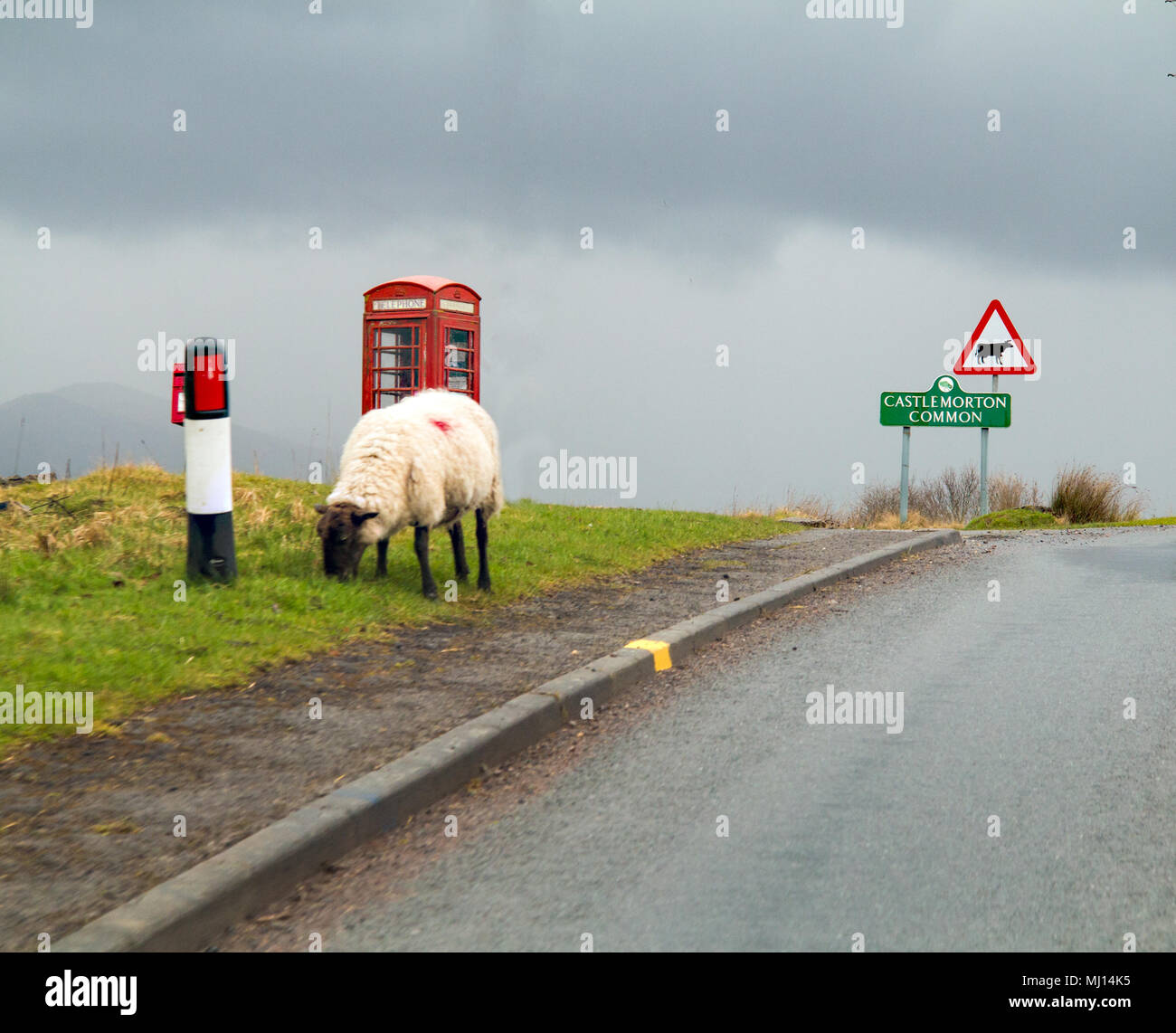 Sheep grazing by the side of the road at CastleMorton common  in the Malvern hills Gloucestershire in front of a English  traditional red phone box Stock Photo