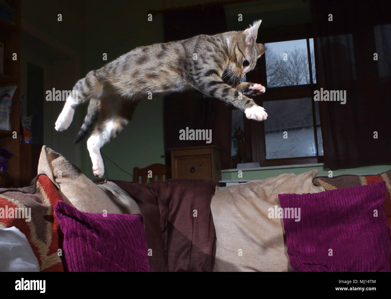 Tabby kitten jumping on sofa Stock Photo Alamy