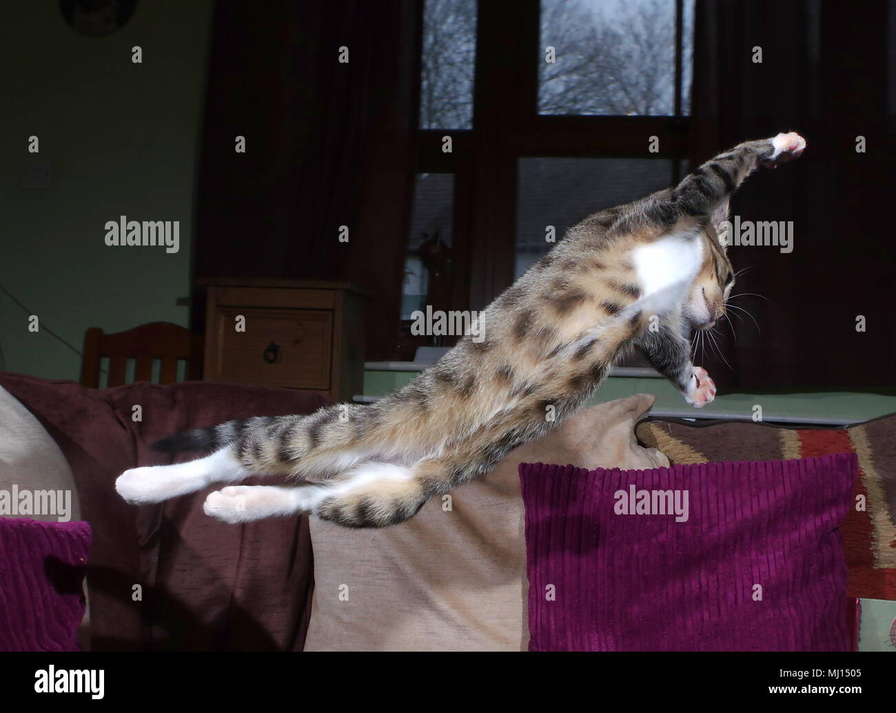 How To Stop Kittens Jumping On Furniture at Earline Robertson blog