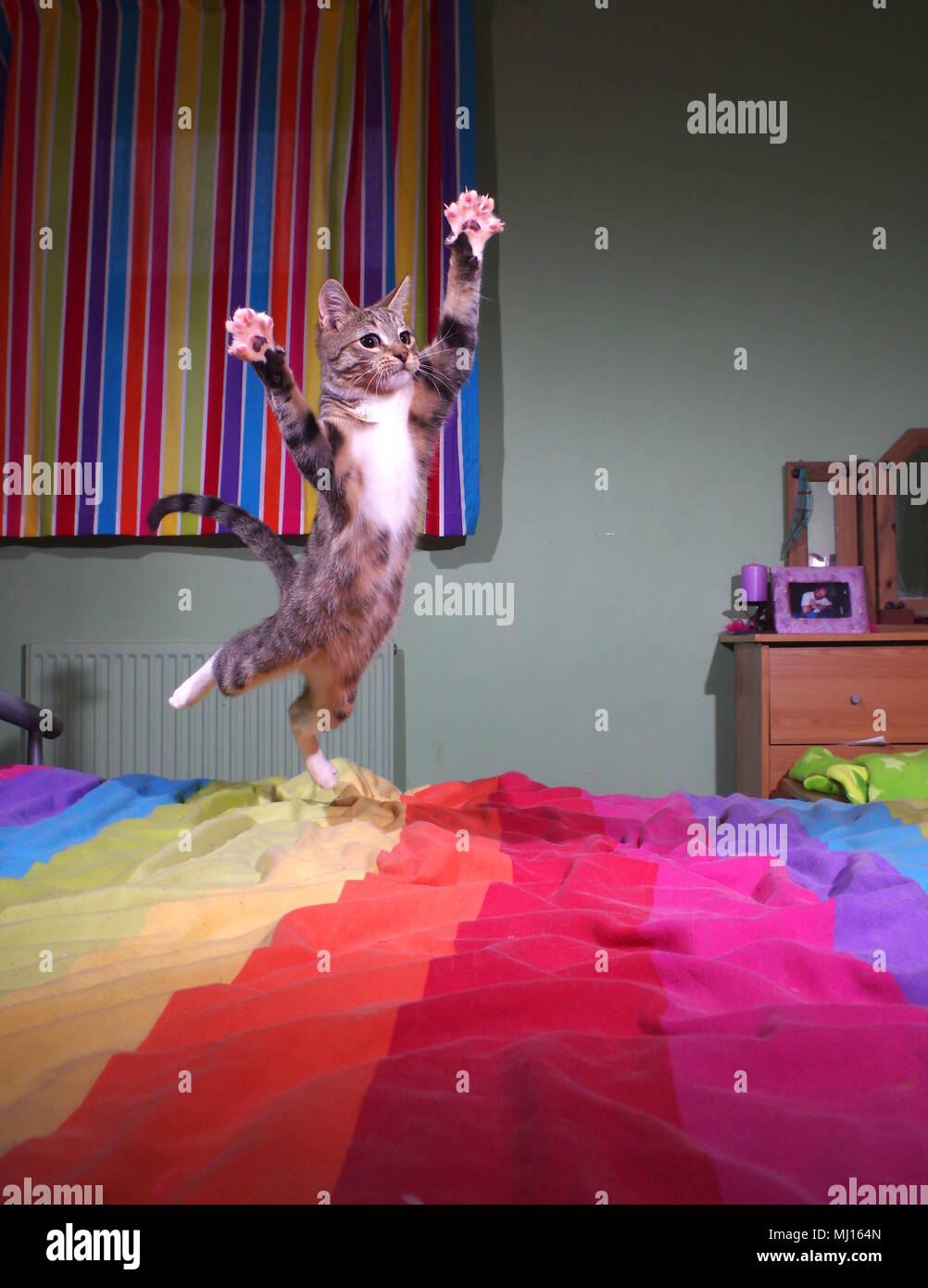 Tabby kitten jumping on bed Stock Photo Alamy