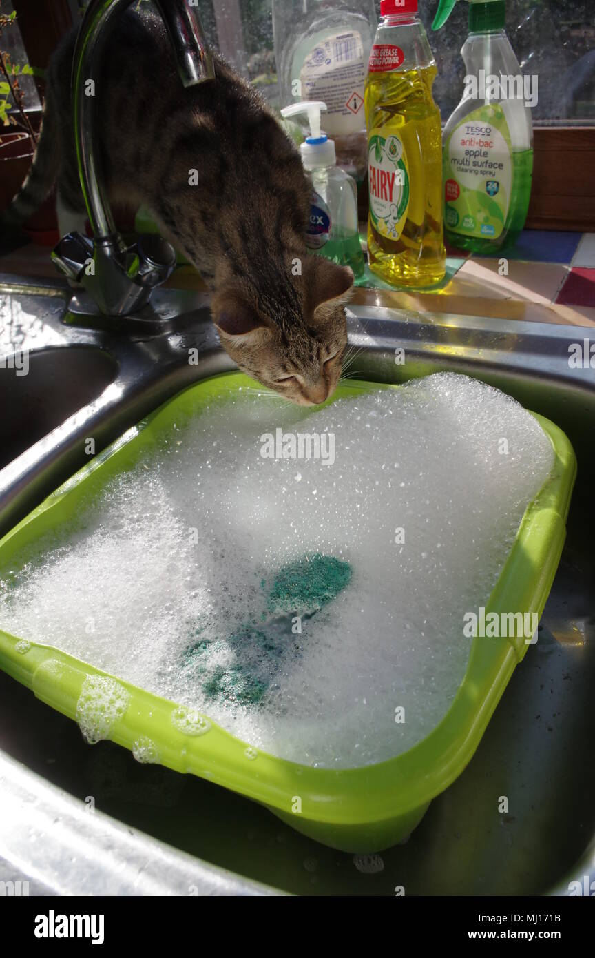 Cat and washingup bowl Stock Photo Alamy
