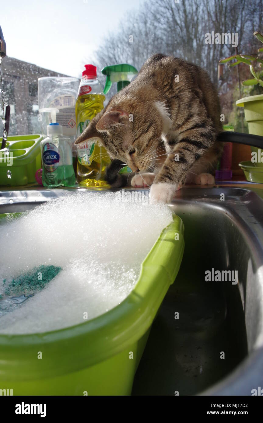 Cat and washingup bowl Stock Photo Alamy
