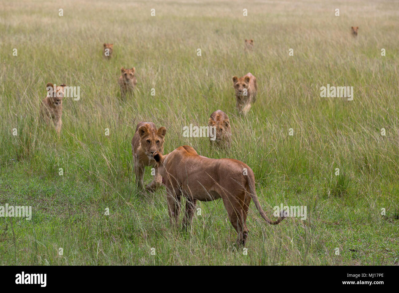 Cats call hi-res stock photography and images - Alamy