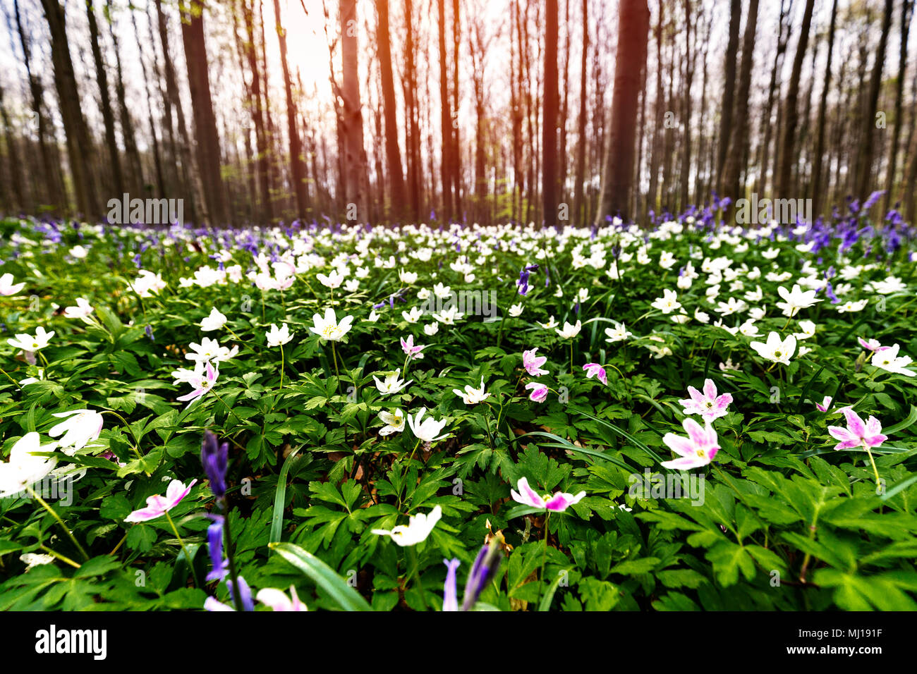 White wood anemone flowers in Hallerbos forest, Belgium Stock Photo Alamy