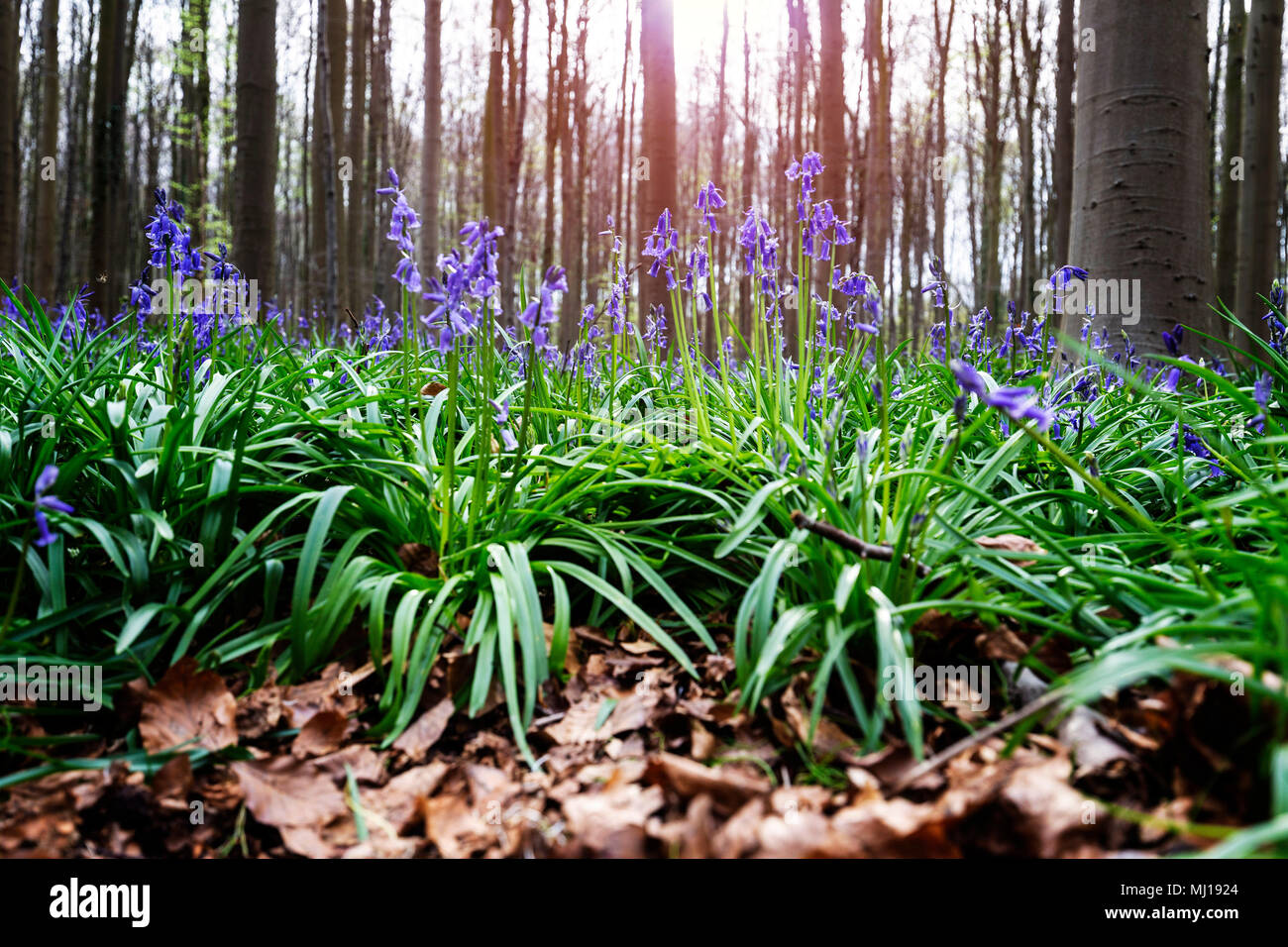 Bluebell (Hyacinthoides non-scripta) flowers close-up  in Hallerbos, Belgium Stock Photo